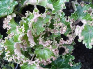 Hedera helix 'Curly Frivolity'