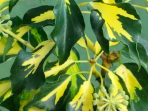 <em>Hedera helix</em> &lsquo;Goldheart&rsquo; adulte