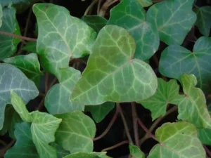 <em>Hedera helix</em> &lsquo;Green Heart&rsquo; – Lierre d&rsquo;ornement