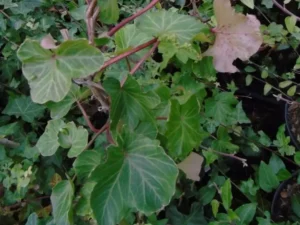 Hedera helix 'Gros Père'