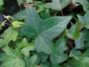 <em>Hedera helix</em> ‘Jester’ - Ornamental ivy