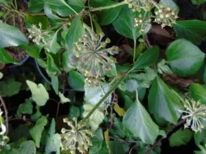 Hedera helix 'Les Gargalous' (The Gargalous)'
