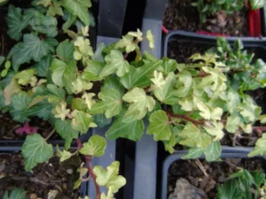 <em>Hedera helix</em> ‘Tidy Tuft’ – Ornamental Ivy