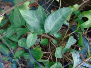 Hedera helix 'Mein Herz'