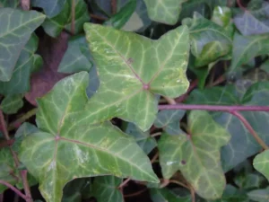 Hedera helix 'Touch of Olive'