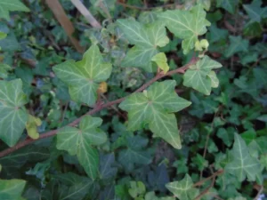 <em>Hedera helix</em> ‘Morgana’ - Ornamental ivy