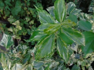 Hedera helix 'Nadine' adult