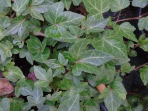 <em>Hedera helix</em> ‘Giant Shamrock’ - Ornamental ivy