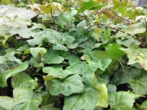 <em>Hedera helix</em> ‘Steady Waves’ - Ornamental ivy