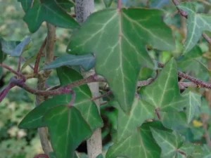 Hedera helix 'Tauzia'