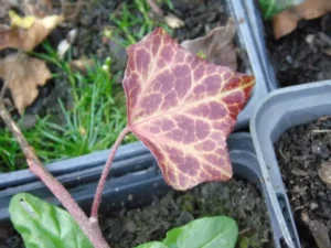 Hedera helix 'Vauthot Pink Tower'
