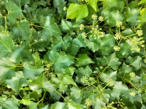 Hedera hibernica 'Vitifolia' adult