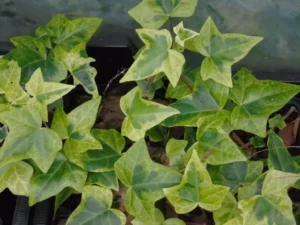 Hedera maroccana 'Ederalaï' (Ederalai)'