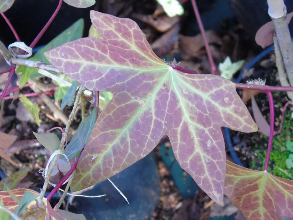 Hedera marocana 'Ederalaï'