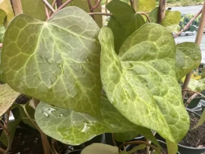 Hedera algeriensis - Lierre d'Algérie