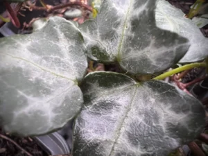 <em>Hedera cypria</em> ‘Coon Hollow’ - Cyprus ivy