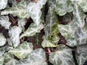 Hedera cypria 'Silver Arrow' - Cyprus ivy
