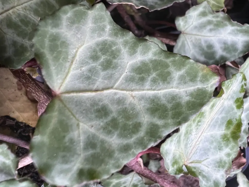 Hedera cypria 'Silver Arrow' - Cyprus ivy