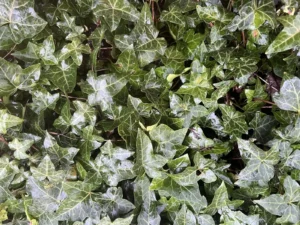 <em>Hedera helix</em> ou lierre des bois