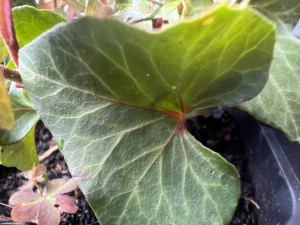 <em>Hedera helix</em> ‘Chamkorey’ - Ornamental ivy
