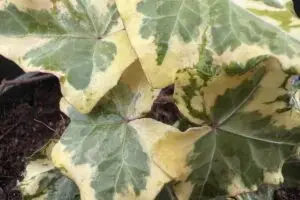 Hedera helix 'Nevers Golden Ingot'