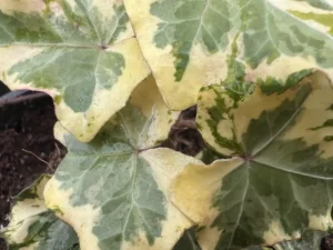 <em>Hedera helix</em> ‘Nevers Golden Ingot’ - Ornamental ivy