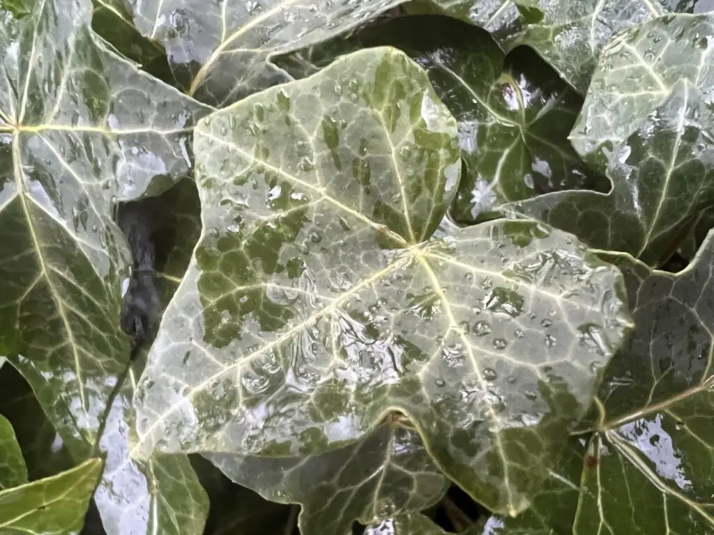 Hedera helix - English ivy or common ivy