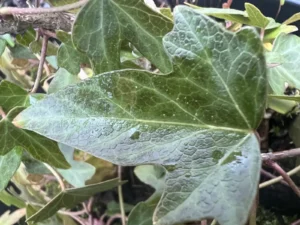 Hedera nepalensis - Nepal ivy