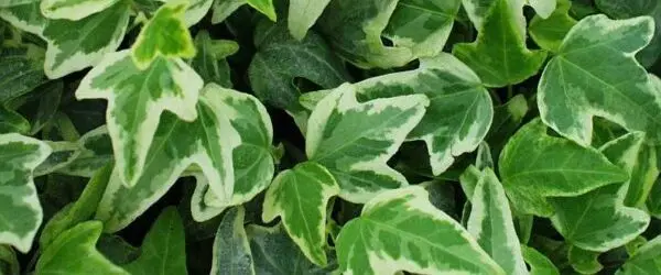 You are currently viewing Le lierre, une plante d’avenir