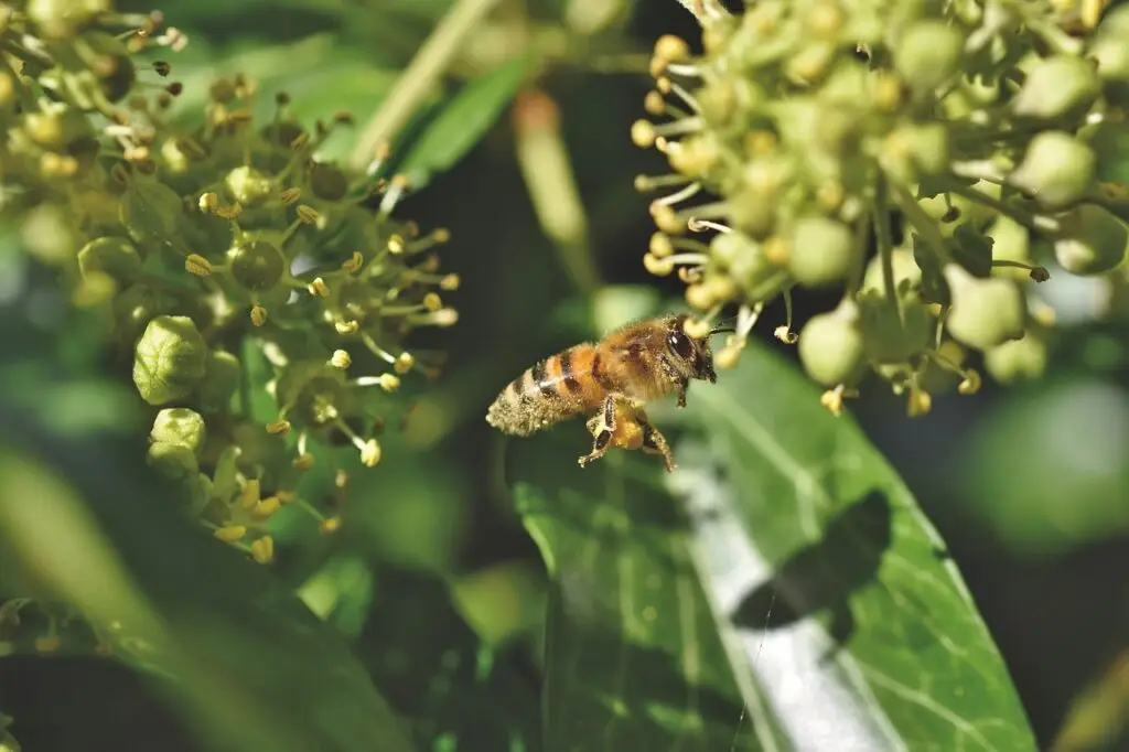 Ivy flower by Ralf from Pixabay