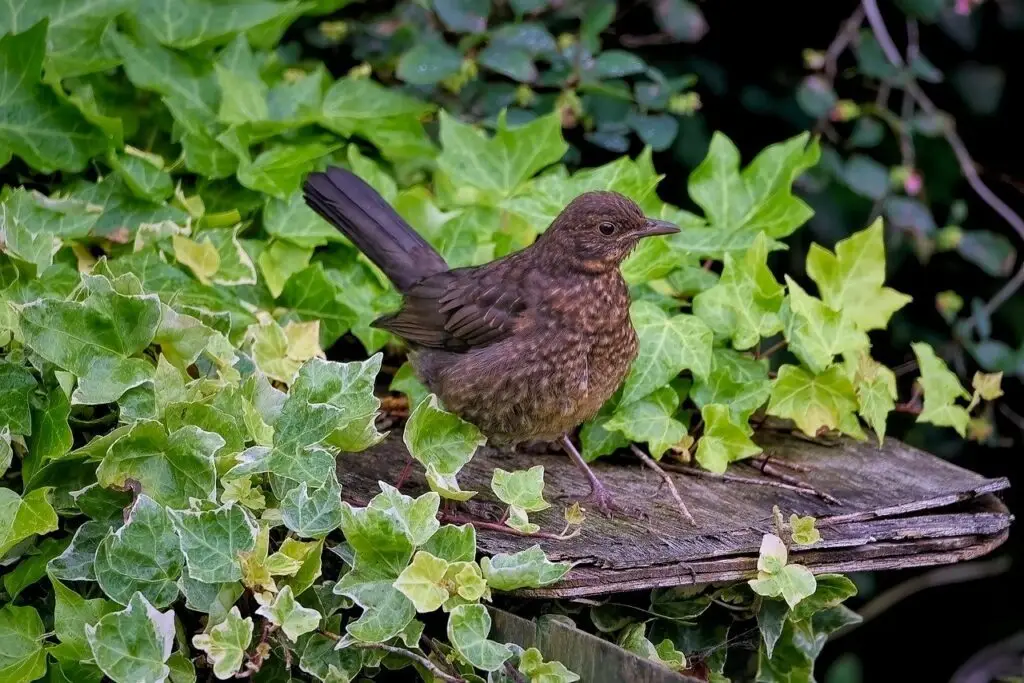 Bird on ivy background - Image by Angela de Pixabay