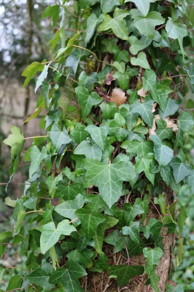 Trunk covered in ivy - Image by Claire Margaret from Pixabay