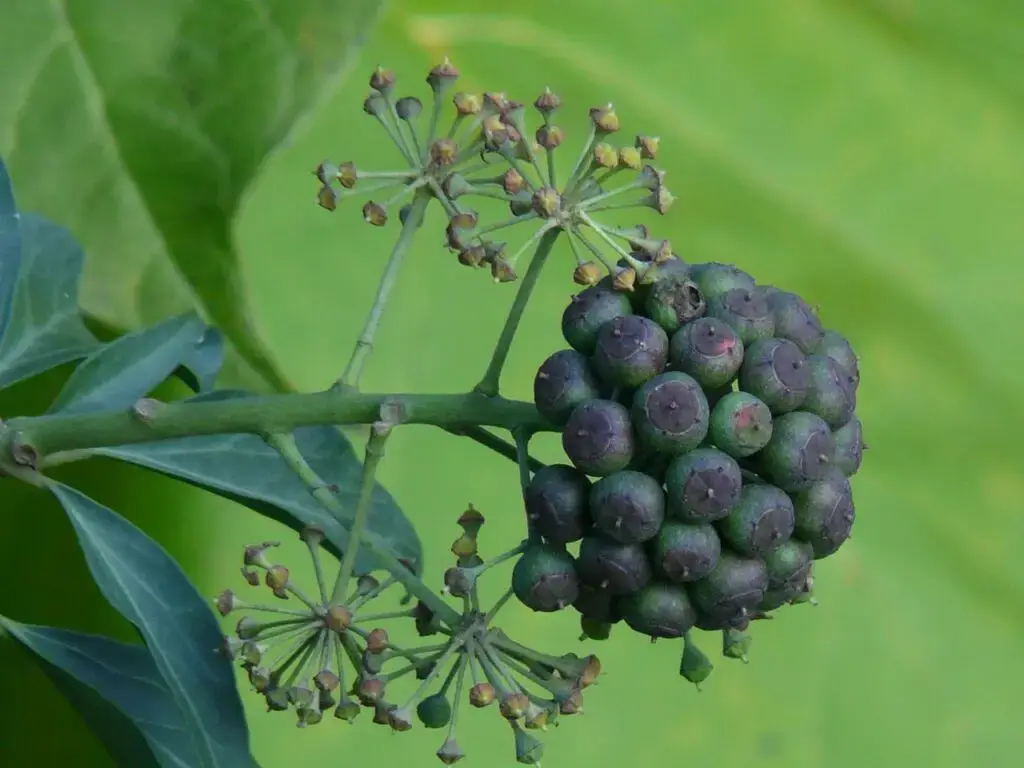 Ivy berries - Image by Hans de Pixabay