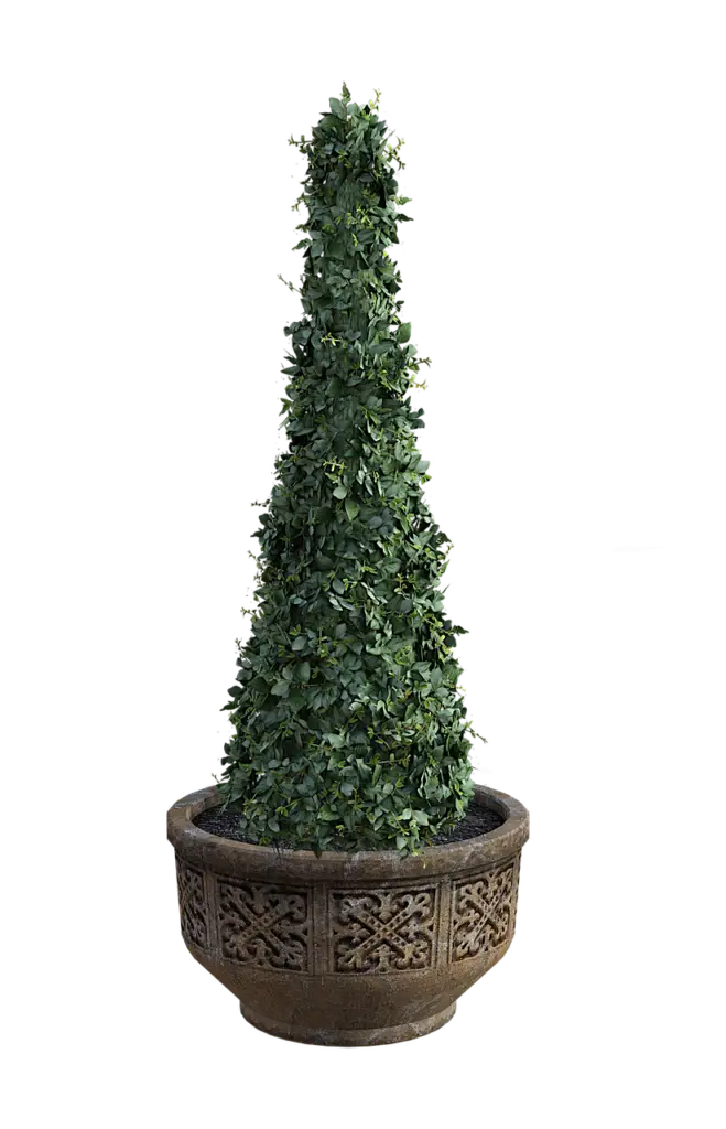 Topiary with ivy - Image by Vicki Hamilton from Pixabay