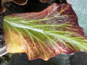 Hedera hibernica 'Zorgvlied', Irish ivy 'Zorgvlied'