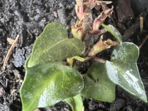Hedera hiberrnica 'Spetchley', Irish ivy 'Spetchley'