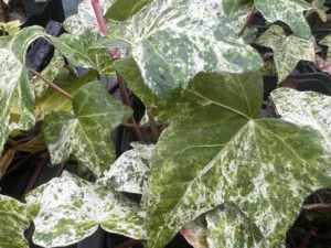 Hedera maroccana 'Nabar-nabar', Moroccan ivy 'Nabar-nabar'