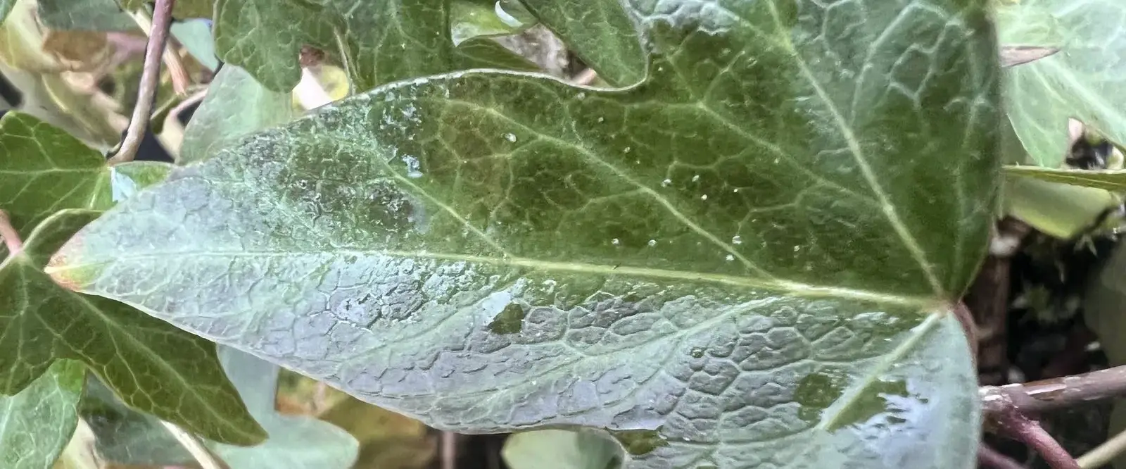 Lire la suite à propos de l’article Lierre du Népal