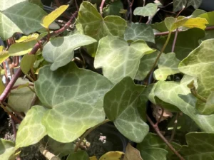 Hedera rhombea