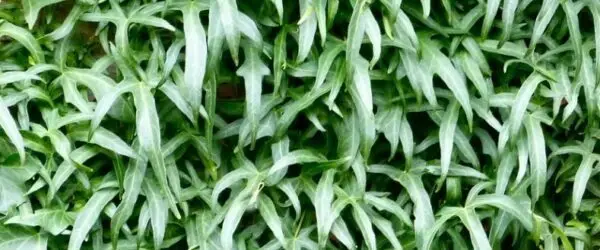 Per saperne di più sull'articolo La classification des lierres – le système Pierot