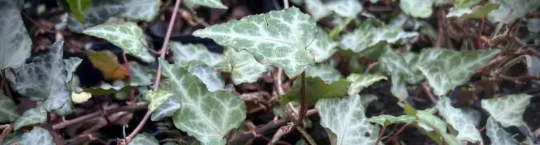 Lire la suite à propos de l’article Lierre de Chypre