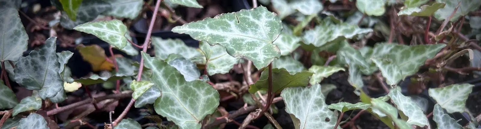 Lire la suite à propos de l’article Lierre de Chypre