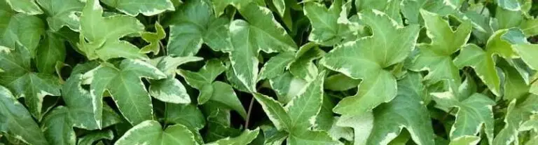 Read more about the article Comment planter vos lierres ?