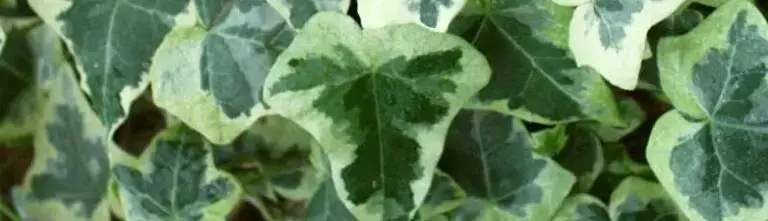 Read more about the article Comment sont cultivés nos lierres