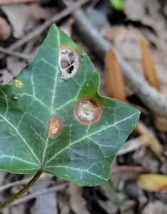 Ivy anthracnose