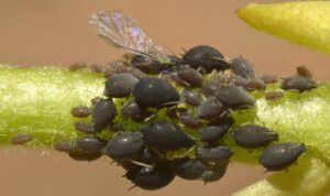 Ivy aphid