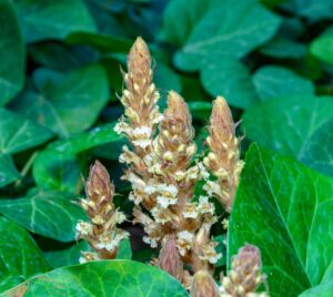 Orobanche hederae