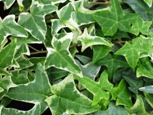 <em>Hedera helix</em> &lsquo;Sagittaefolia Variegata&rsquo; – Lierre d&rsquo;ornement