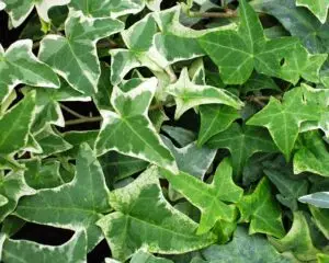 Hedera helix 'Sagittaefolia Variegata' (Variegated Sagittaefolia)'