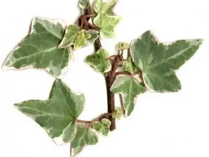 <em>Hedera helix</em> ‘Mini Adam’
